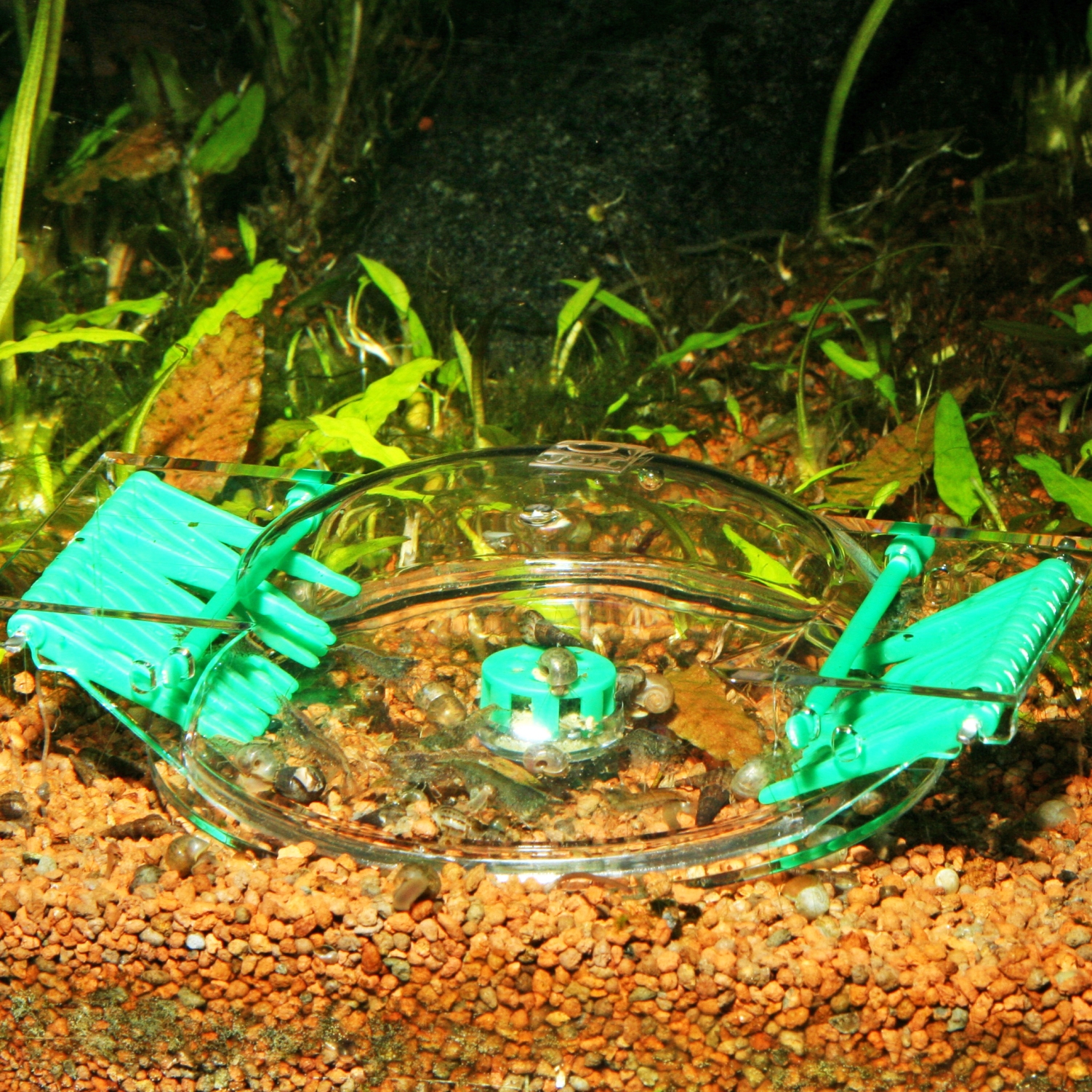 Schnecken im Aquarium bekmpfen | Was hilft? | Schneckenfalle | Schneckenplage