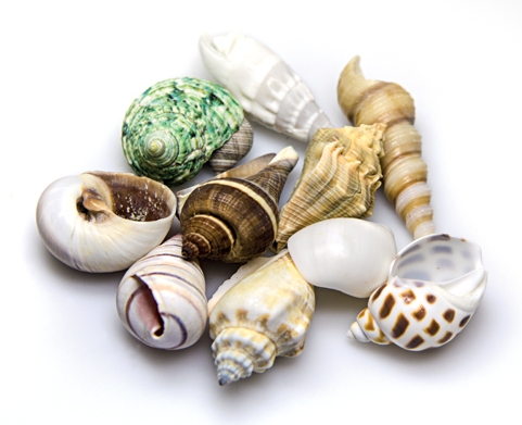 S Hobby 40221 Sea Shells Set