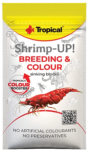 Tropical Shrimp-Up! Breeding & Colour