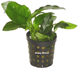 Anubias barteri var. Nana