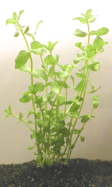 Bacopa caroliniana