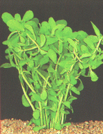 Bacopa monnierei