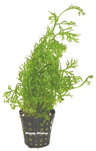 Ceratopteris thalictroides