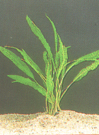 Cryptocoryne usteriana