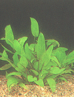 Cryptocoryne willisii