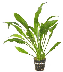 Echinodorus amazonicus