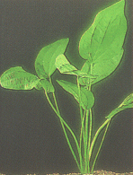 Echinodorus cordifolia