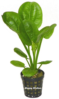 Echinodorus x harbig