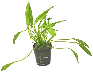 Echinodorus magdalanensis