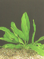 Echinodorus major (martii)