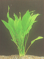 Echinodorus bleheri (paniculatus)