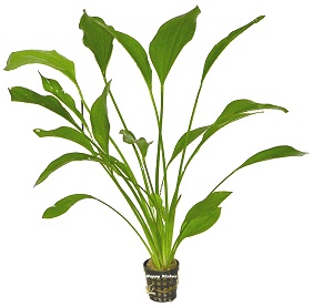 Echinodorus rigidifolius