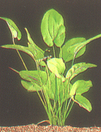 Echinodorus maculatus
