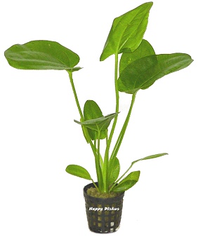 Echinodorus horizontalis