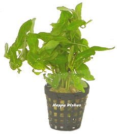 Hygrophila polysperma