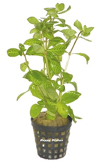 Hygrophila polysperma rosae
