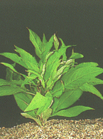 Hygrophylla siamensis