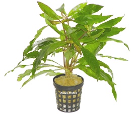 Hygrophylla salicifolia