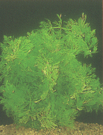 Limnophylla sessiliflora