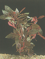 Ludwigia perennis