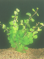 Lysimachia numm. Aureus