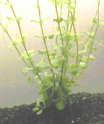 Lysimachia nummularia