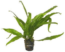 Microsorium pteropus