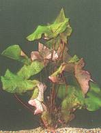 Nymphaea lotus var. Rubra