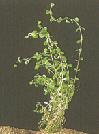 Rotala rotundifolia