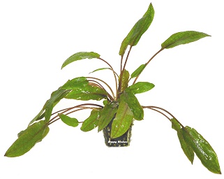 Cryptocoryne wendtii -Mi Oya-