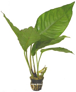 Anubias heterophylla
