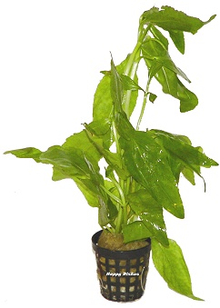 Gymnocoronis spilanthoides