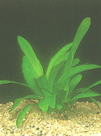 Sagittaria platyphylla