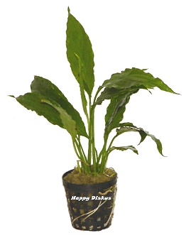 Spatiphyllum wallisii