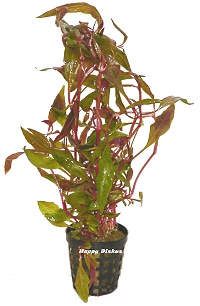 Althernanthera rosaefolia