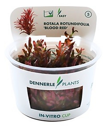 Dennerle Rotala rotundifolia 'Blood Red' In-Vitro Cup