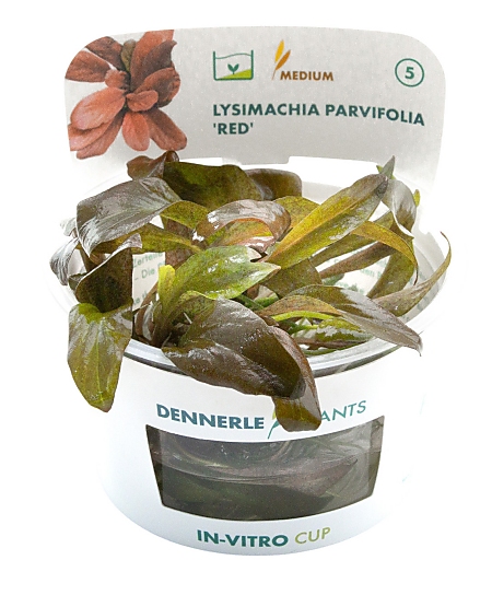 Dennerle Lysimachia Parvifolia Red'