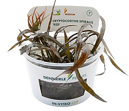 Dennerle Cryptocoryne Spiralis 'Red'