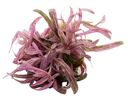 Dennerle Plants Hygrophila Lancea 'Chai'
