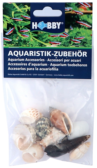 Hobby Sea Shells Set M - 10 Pcs