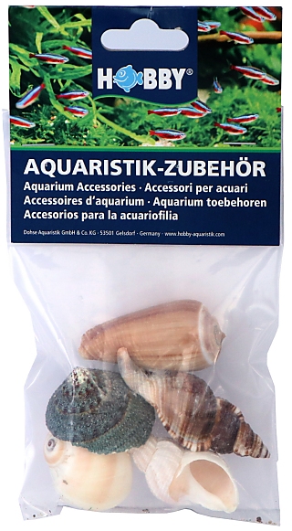 Hobby Sea Shells Set L - 5 Pcs