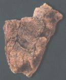 Back to Nature Modul L 50 x 45 x 11 cm