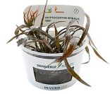 Dennerle Cryptocoryne Spiralis 'Red'