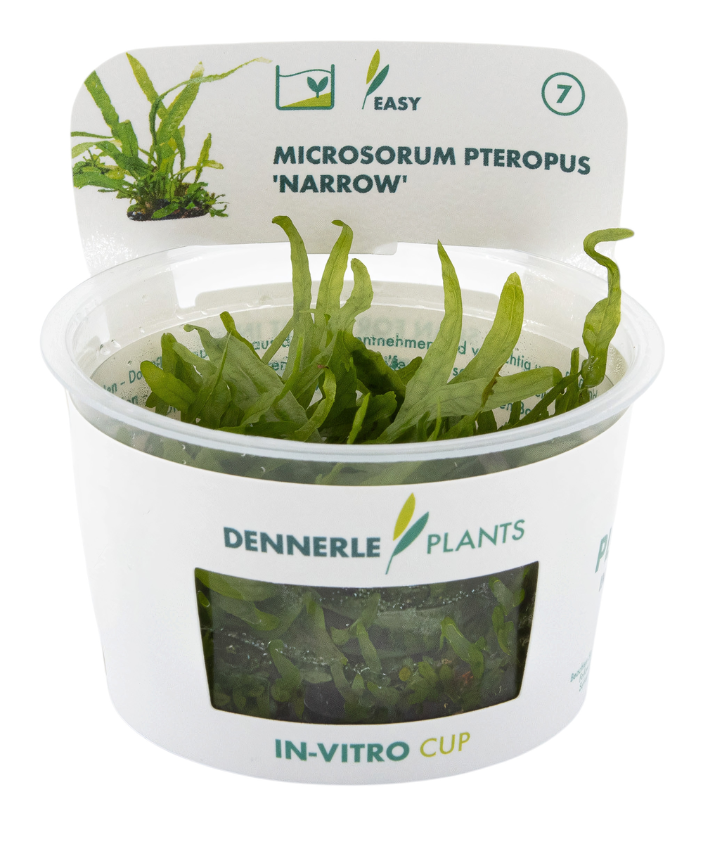 Dennerle Plants Microsorum pteropus Narrow