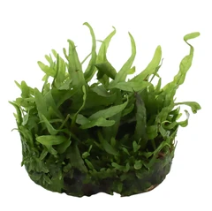 Dennerle Plants Microsorum pteropus Narrow